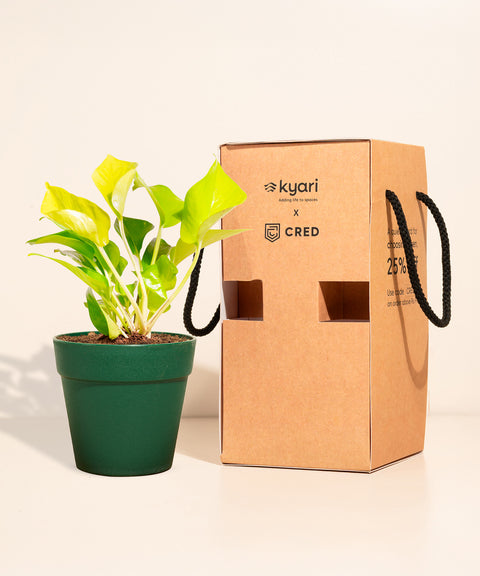 Golden Money Plant With Reya Pot