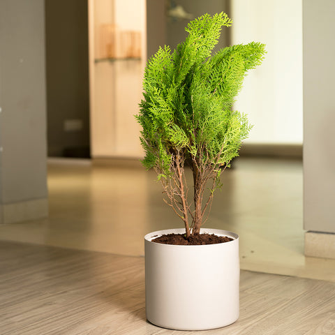 Thuja Plant with Zen Planter