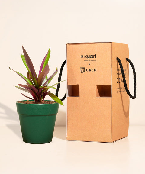 Oyster Plant With Reya Pot