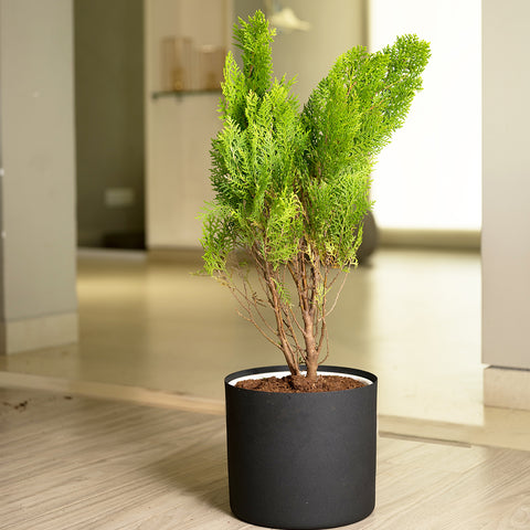 Thuja Plant with Zen Planter