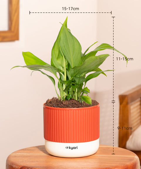 Set of 5 Mylo -Green Snake, Golden Hahnii Snake, Lucky Jade, Daracena Compacta, Peace Lily