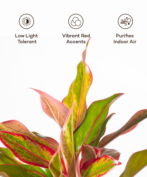 Aglaonema Lipstick Plant With Grow Pot - BYOB