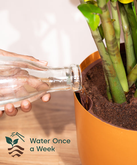 Areca Palm Plant With Self Watering Pot