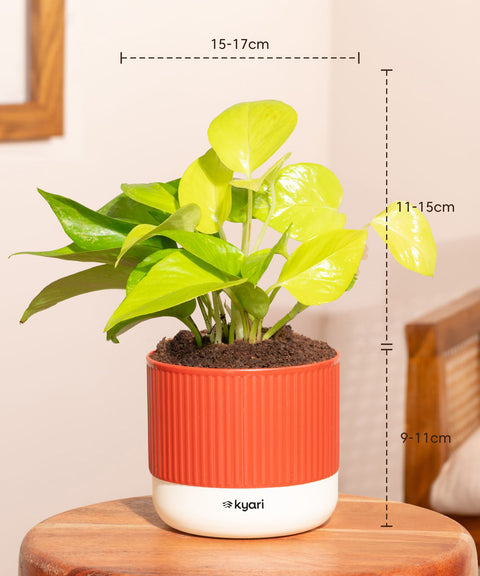 Set of 4 Mylo - Lucky Jade, Golden Money, Peace Lily, Aralia Green