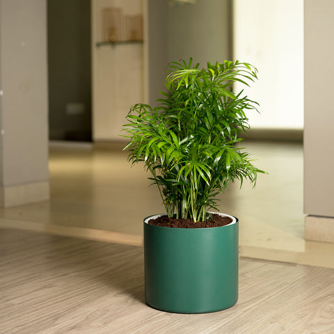 Chamaedorea Palm with Zen Planter