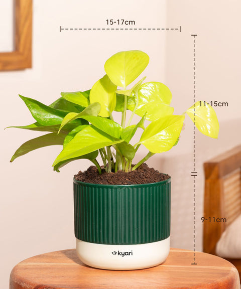 Set of 4 Mylo -Zamia Green, Aralia Green, Peace Lily, Golden Money
