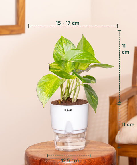 Set of 4 - Peperomia Green, Lucky Jade, Golden Hahnii Snake & Money Variegated Plant