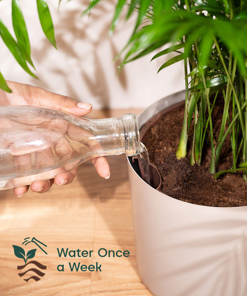 watering monstera Monstera Deliciosa with Metal Self Watering Pot – Kyari.co