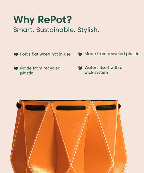 Song Of India Plant With Repot