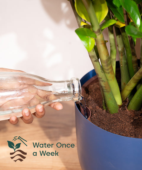 Aglonema Ice with Extra Large Self Watering Pot