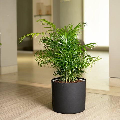 Chamaedorea Palm with Zen Planter