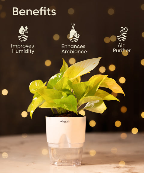 Festive Gleam Hamper – Corporate Diwali Gift