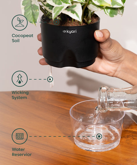 Money N'Joy Plant With Self Watering Pot