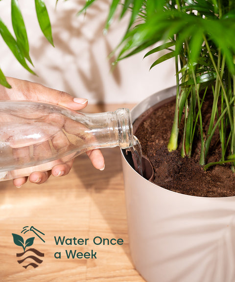 Chamaedorea Palm with Large Self Watering Pot