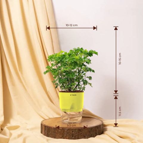 Aralia Green Plant - BYOB