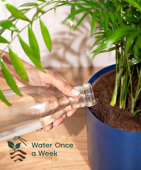 Chamaedorea Palm with Large Self Watering Pot