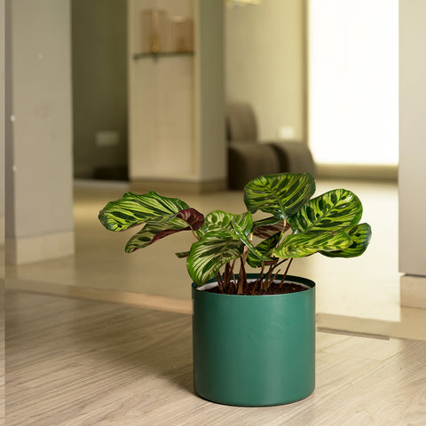 Calathea Peacock with Zen Planter