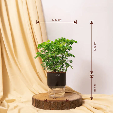 Aralia Green Plant BYOB