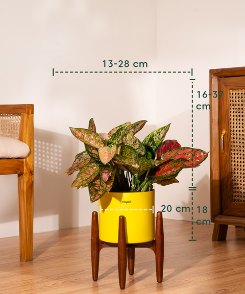 Aglaonema Valentine with Metal Self Watering Pot