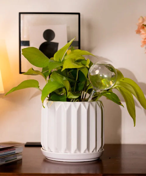 Plant Watering Globe