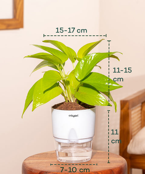 Decorative Plant Combo – Set of 3