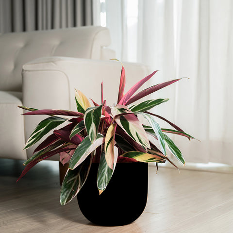 Calathea Triostar with Arbor Planter