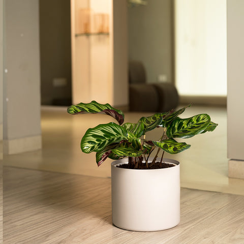 Calathea Peacock with Zen Planter