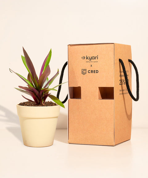 Oyster Plant With Reya Pot