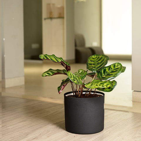 Calathea Peacock with Zen Planter