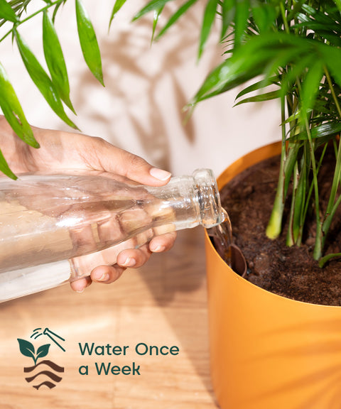 Aglaonema Snow White with Large Metal Self Watering Pot