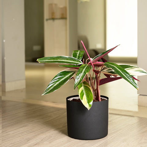 Calathea Triostar with Zen Planter