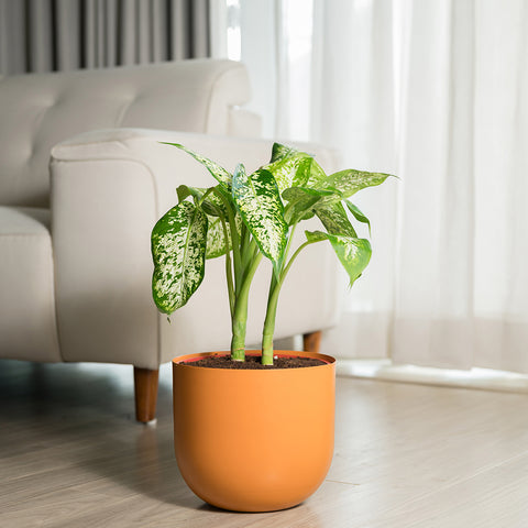 Dieffenbachia Cheetah with Arbor planter