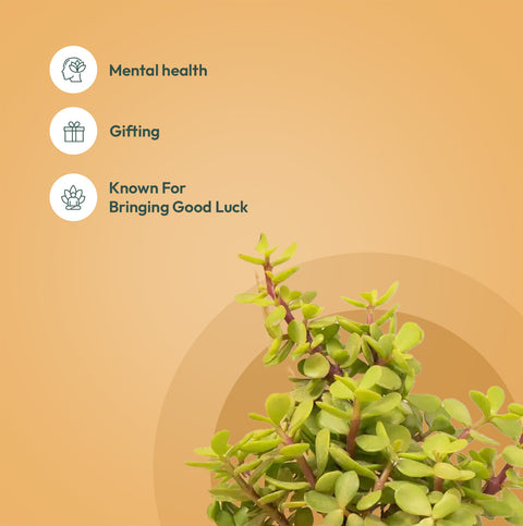 jade plant medicinal properties Set of 2