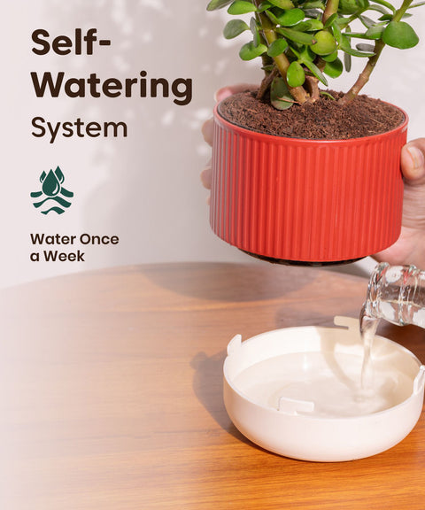 Dracaena Compacta Plant With Mylo Planter