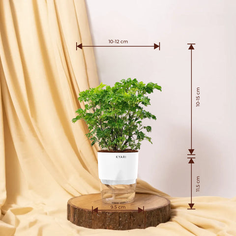 Aralia Green Plant - BYOB