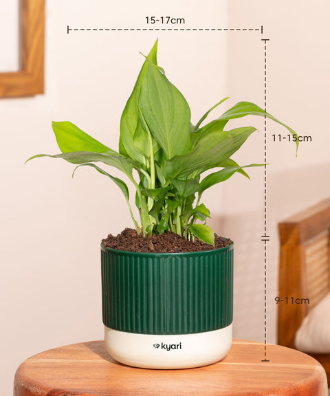 Decorative Indoor Plant Combo – Set of 5