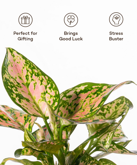 Aglaonema Pink Valentine Plant