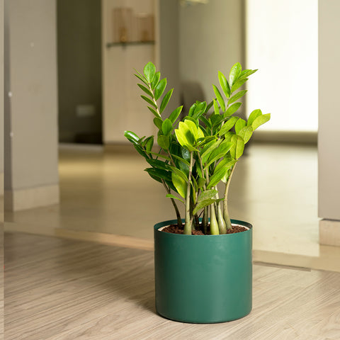 ZZ Green with Zen Planter