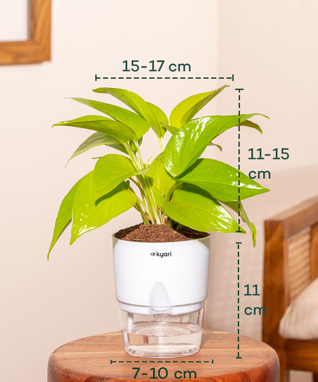 Shop Lucky Indoor Jade Plant (Crassula Ovata)-Jade Tree – Kyari.co
