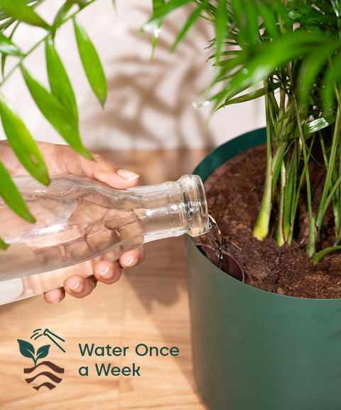 Chamaedorea Palm with Large Self Watering Pot