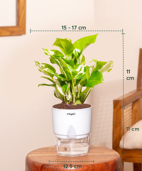 Set of 3 - Money Variegated, Lucky Jade & Money N'Joy Plant