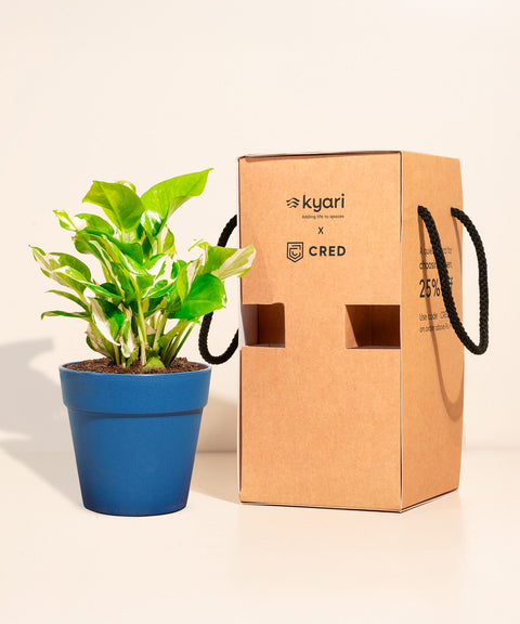 Golden Money Plant With Reya Pot