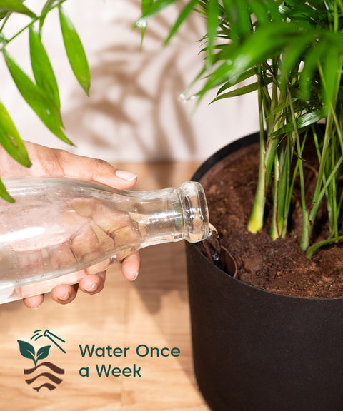 Bamboo Palm Plant with Large Metal Self Watering Pot