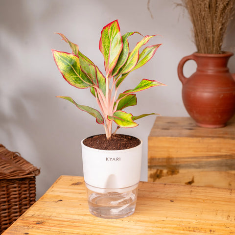 Aglaonema Lipstick Plant