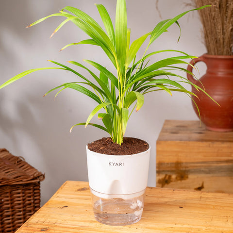 Areca Palm Plant - BYOB