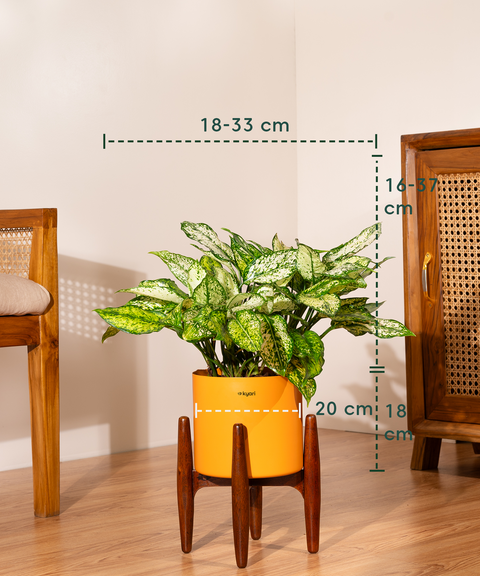 Aglaonema Snow White with Metal Self Watering Pot