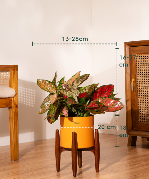 Aglaonema Valentine with Metal Self Watering Pot