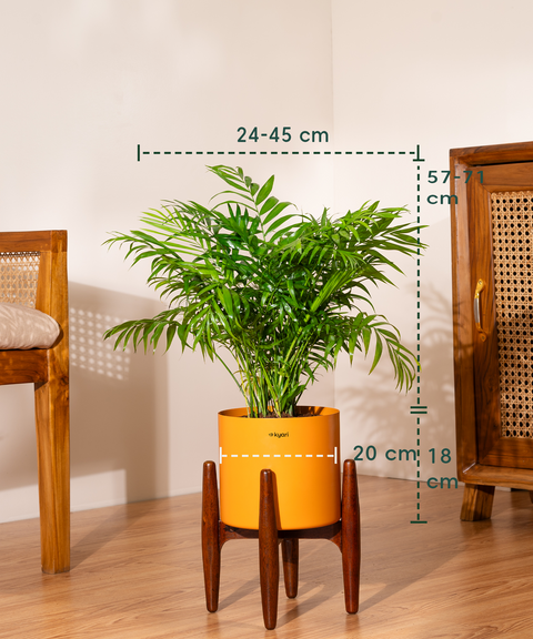 Bamboo Palm Plant with Large Metal Self Watering Pot