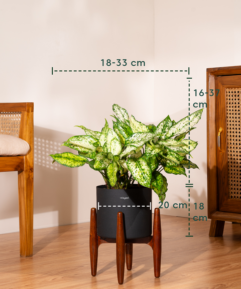 Aglaonema Snow White with Metal Self Watering Pot