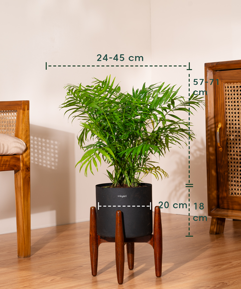 Bamboo Palm Plant with Large Metal Self Watering Pot